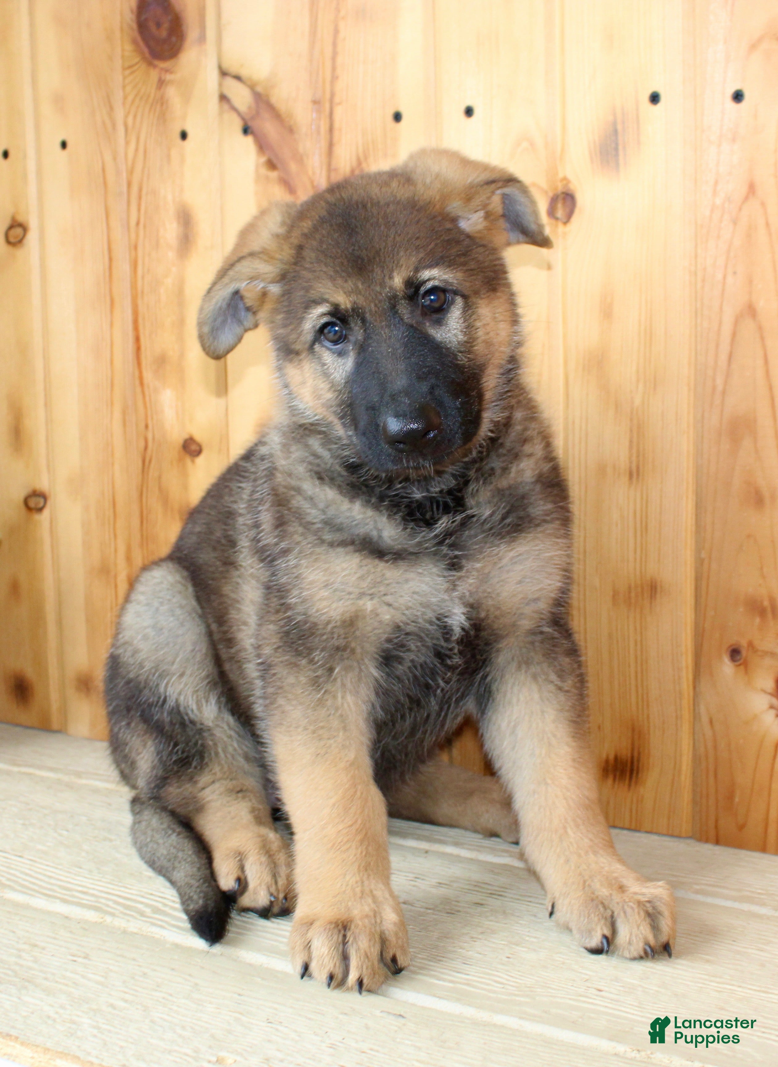 German Shepherd dogs Paula - Ad 1