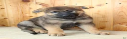 German Shepherd dogs for sale: Paula - Ad 6