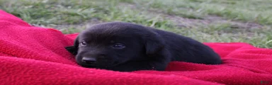 Labrador Retriever Puppy 1