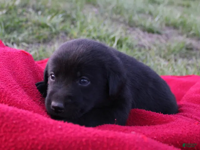 Labrador Retriever dogs for sale: Labrador Retriever Puppy 1 - Ad 5