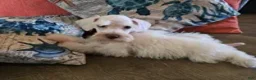 Miniature Schnauzer dogs for sale: Henry - Ad 1