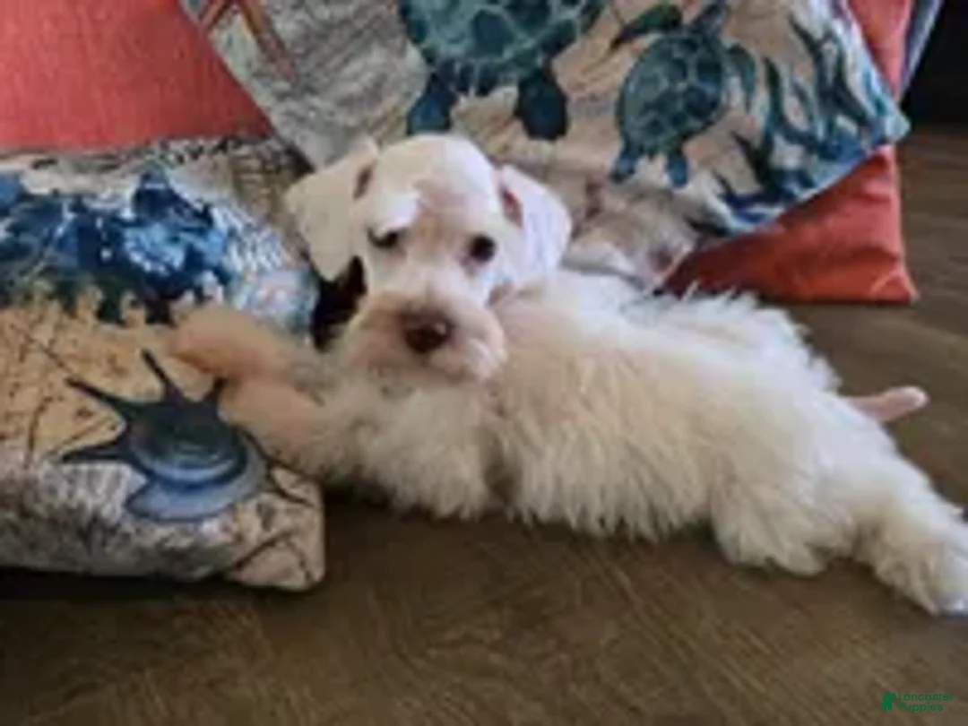 Miniature Schnauzer dogs for sale: Henry - Ad 1