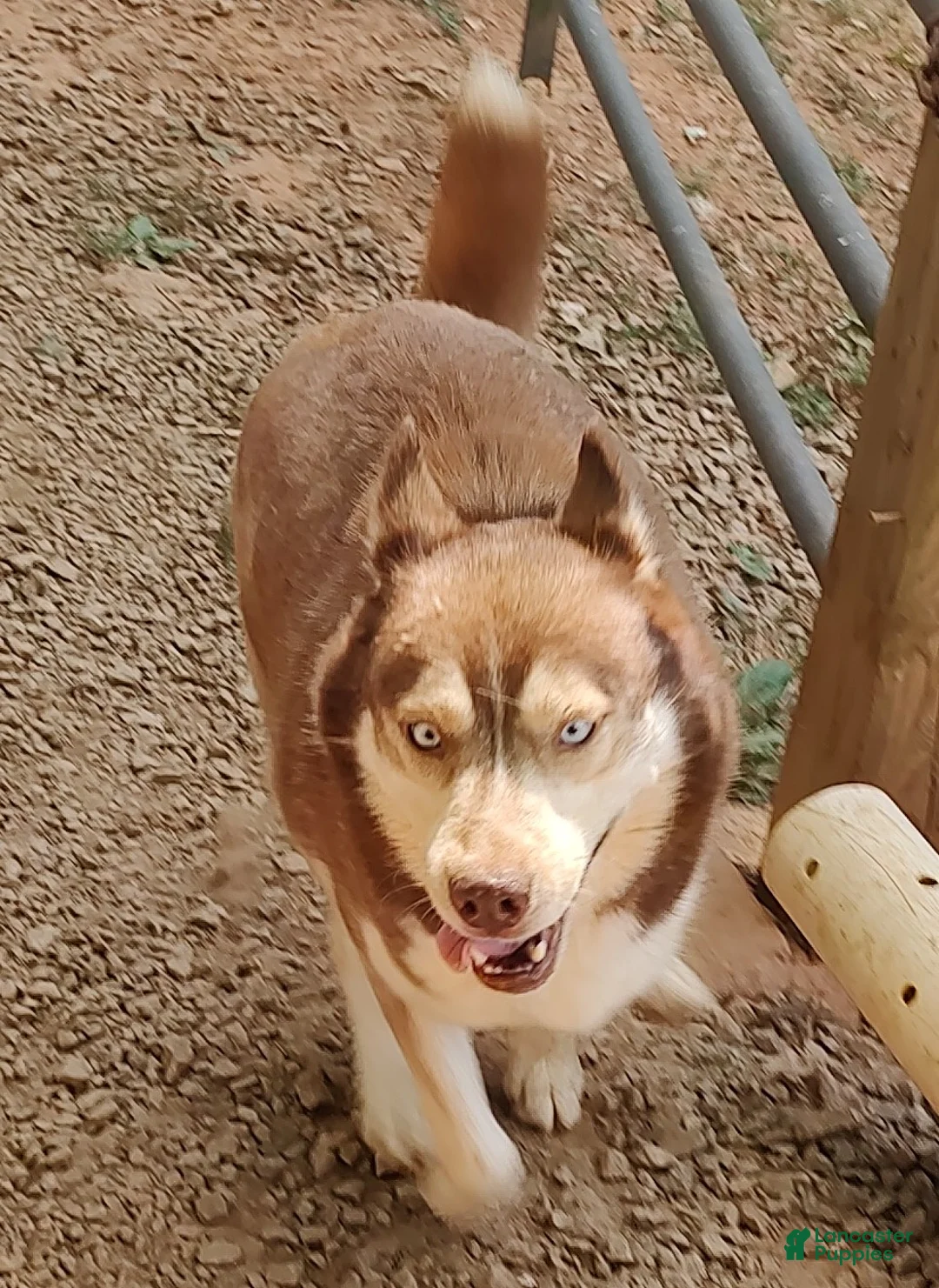 Siberian Husky dogs for sale: Siberian Husky Puppy 3 - Ad 19