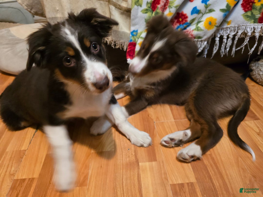Australian Shepherd dogs for sale: Australian Shepherd Puppy 1 - Ad 6