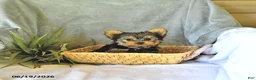 Yorkshire Terrier dogs for sale: Sport - Ad 4