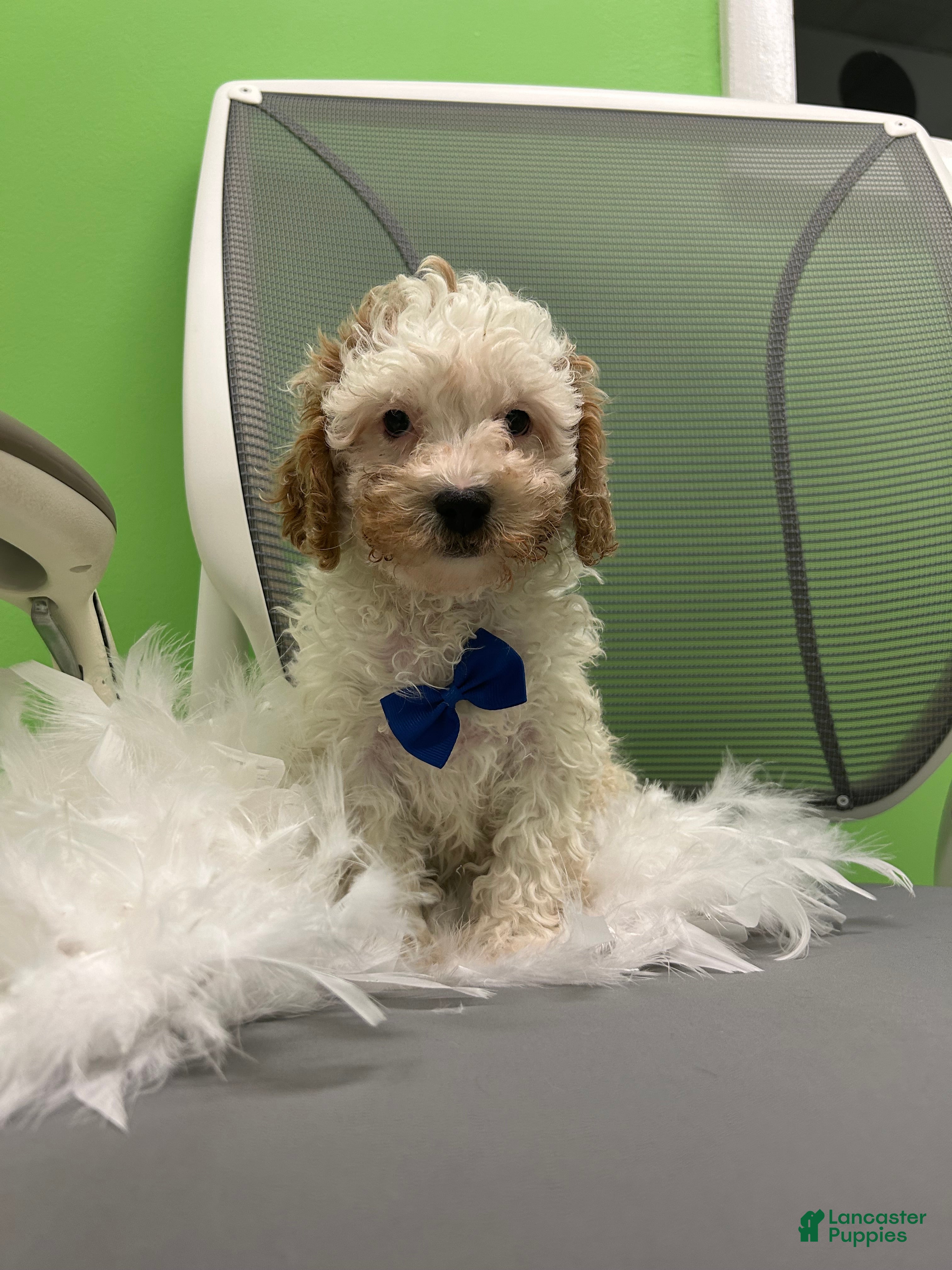 Mixed Breed dogs Mixed Breed 1 - Ad 31
