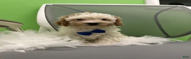 Mixed Breed 1