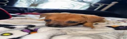 Mixed Breed dogs for sale: Gizmo - Ad 2