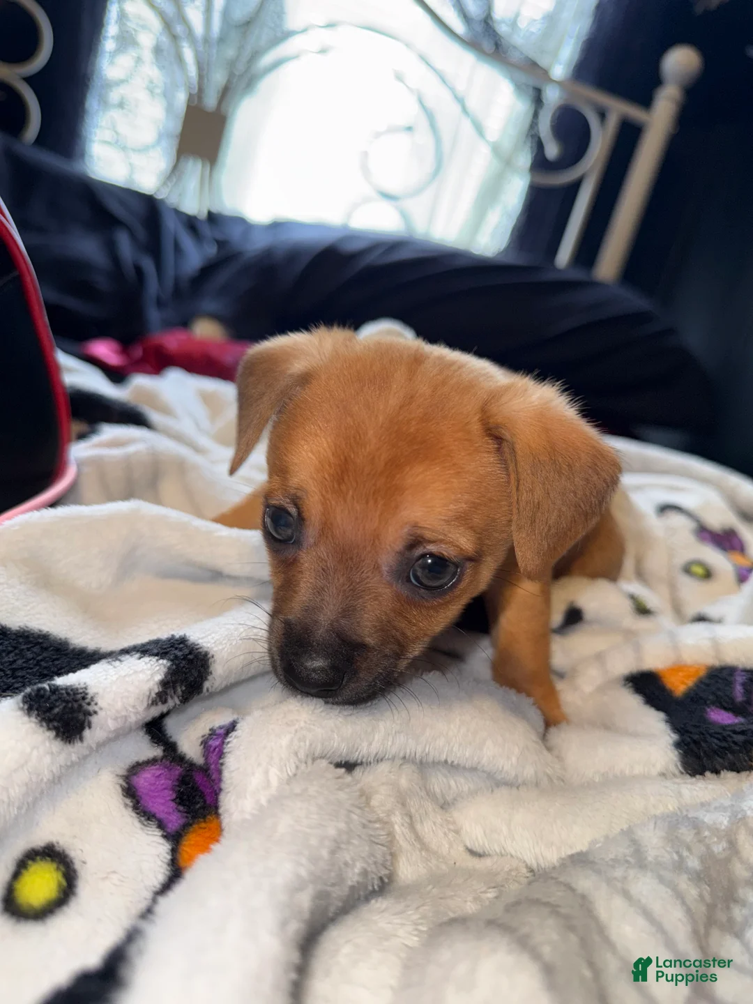 Mixed Breed dogs for sale: Gizmo - Ad 2