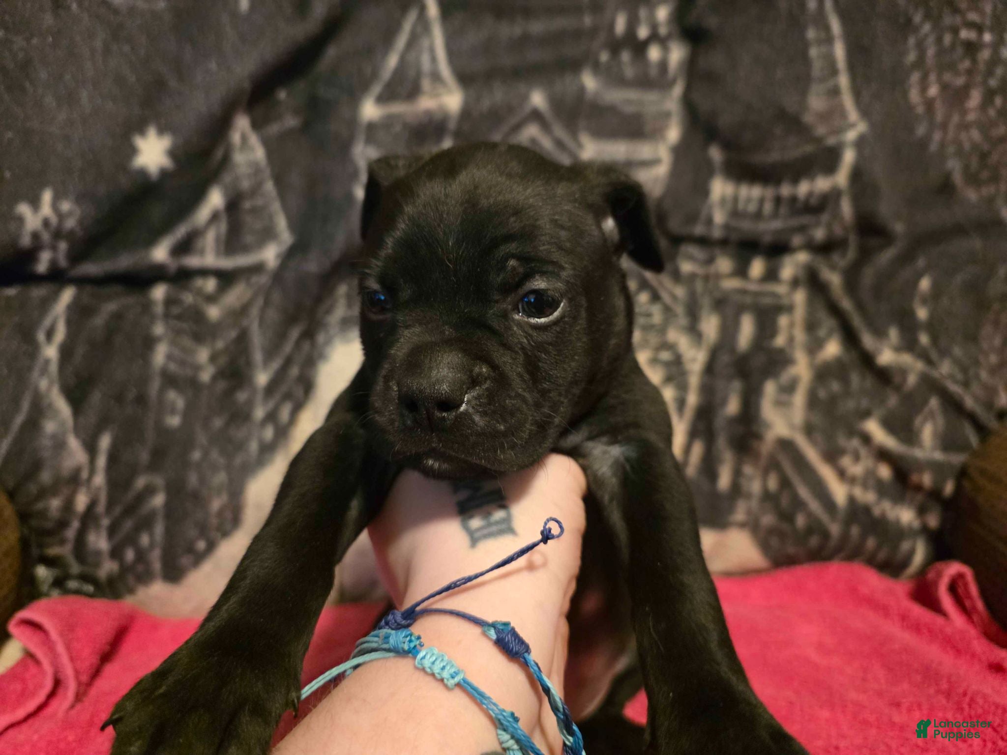 Mixed Breed dogs Jason - Ad 24