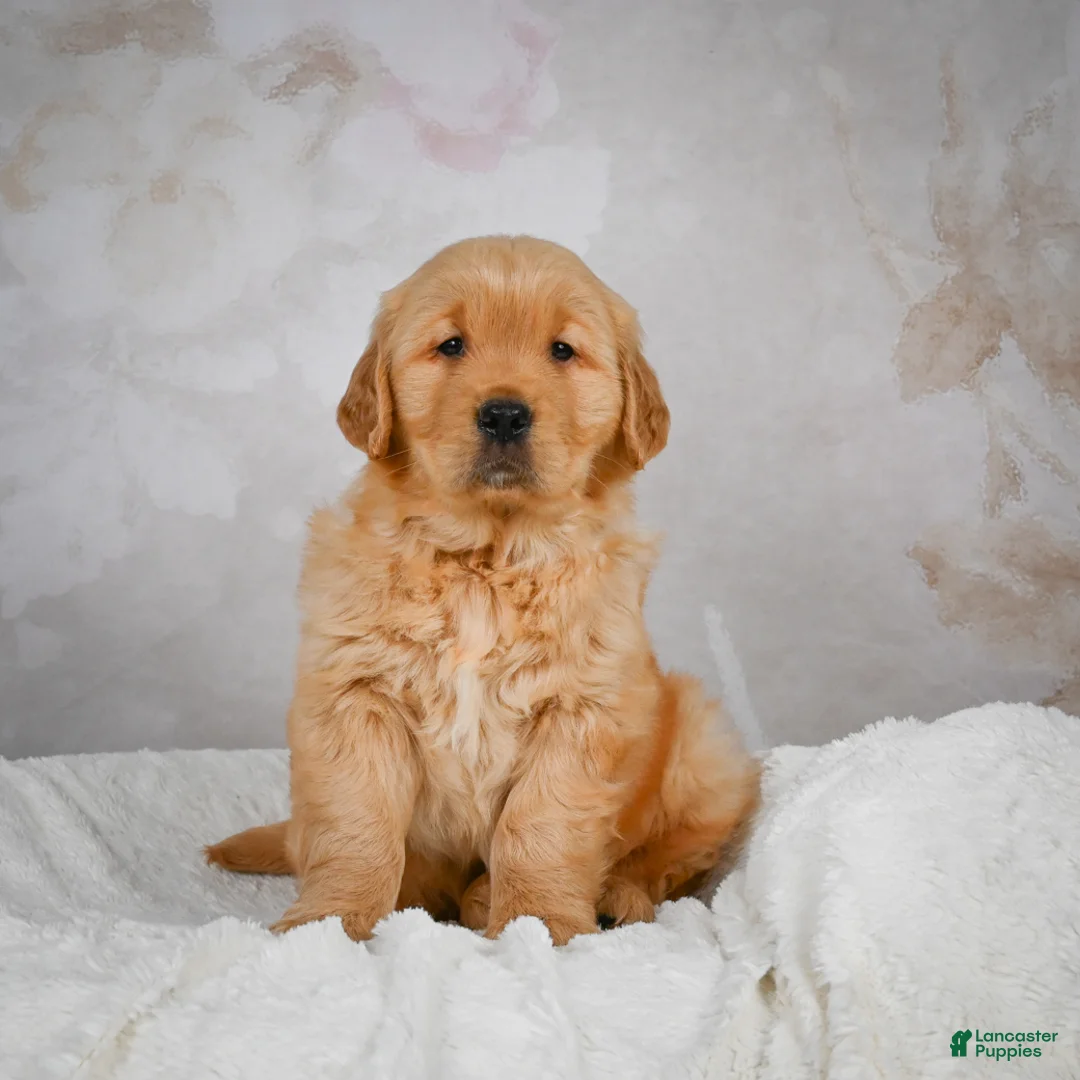 Golden Retriever dogs for sale: Romeo - Ad 11