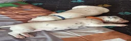 Dalmatian dogs for sale: Dalmatian 8 - Ad 4