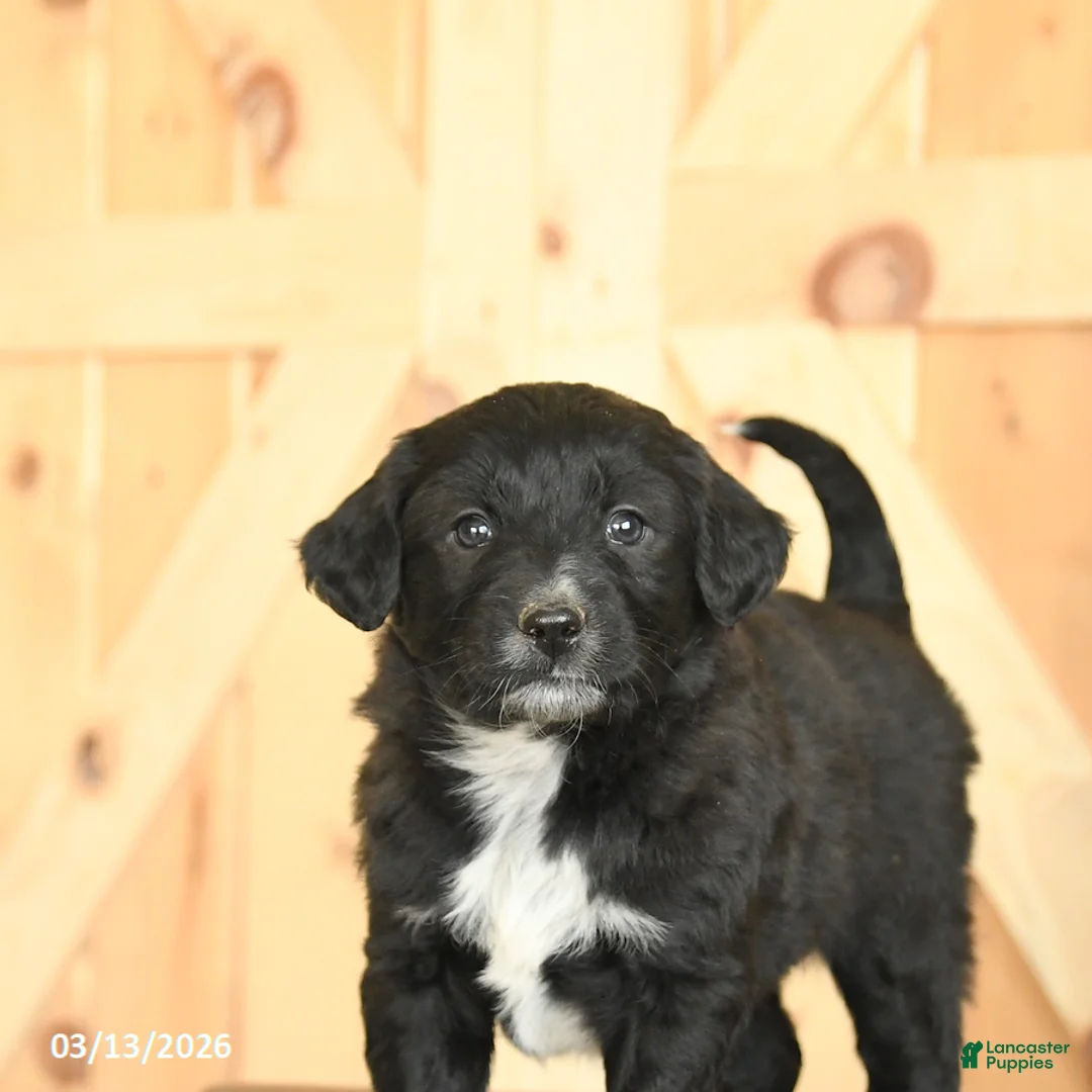 Mixed Breed dogs for sale: Ronald - Ad 5