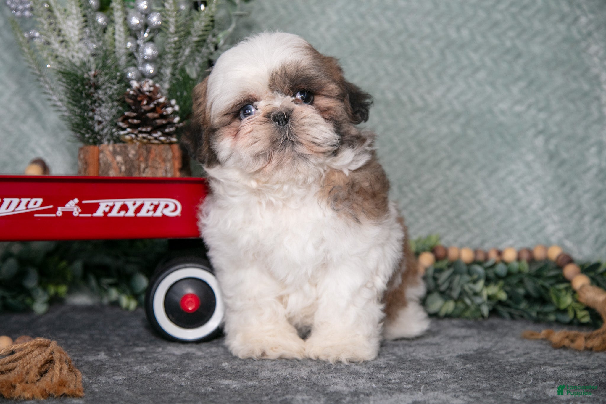 Shih Tzu dogs Lori - Ad 2