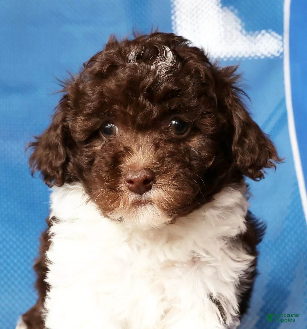 Havapoo dogs for sale: Banjo - Ad 9