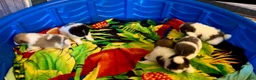Pomeranian dogs for sale: AKC Clark - Ad 2