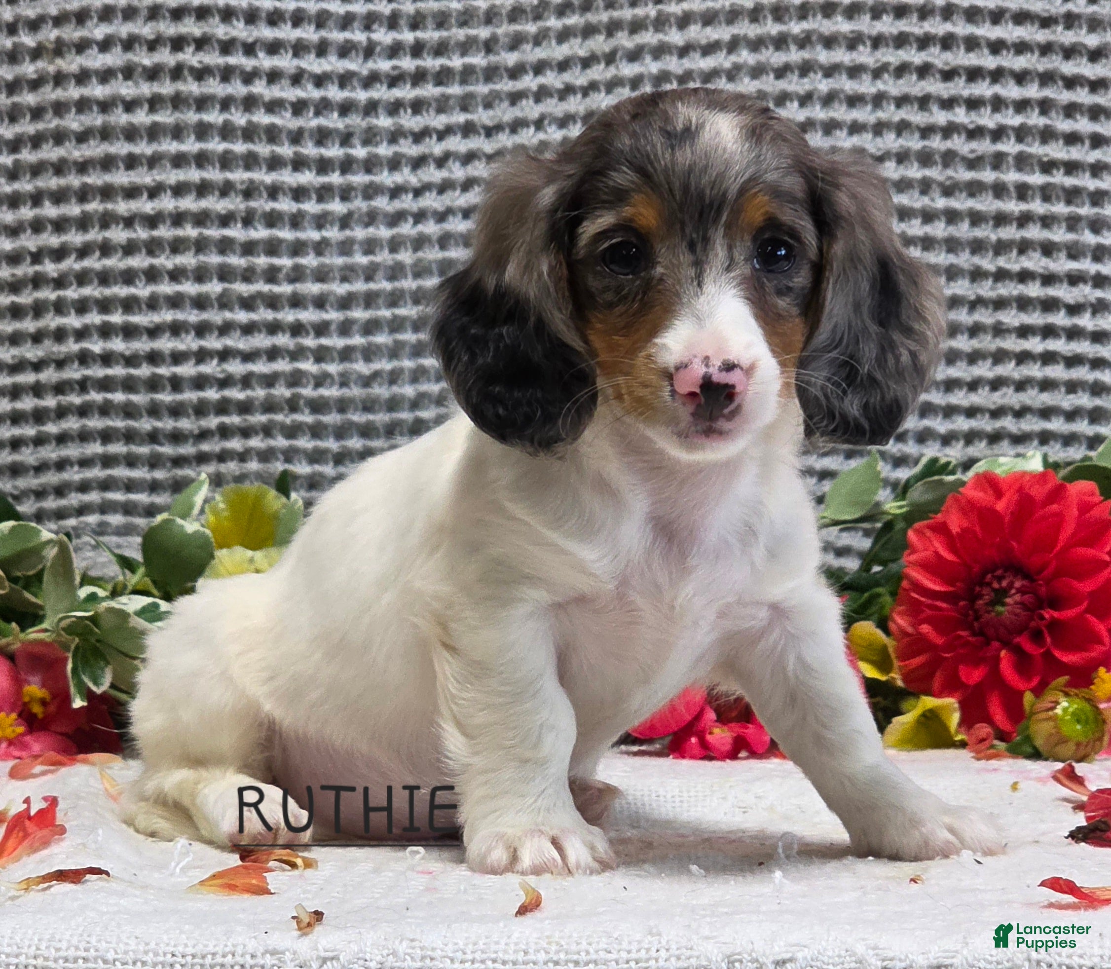 Miniature Dachshund dogs Ruthie - Ad 1