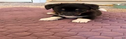Mixed Breed dogs for sale: Mixed Breed 4 - Ad 2