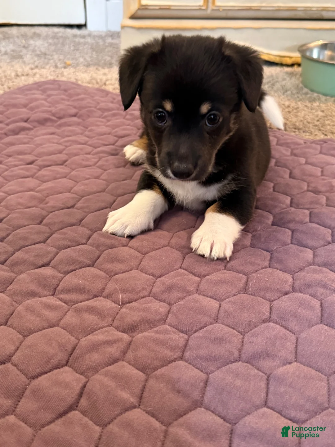 Mixed Breed dogs for sale: Mixed Breed 4 - Ad 2