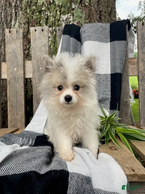 Mixed Breed dogs Lucas - Ad 1