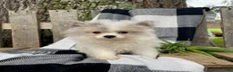Mixed Breed dogs for sale: Lucas - Ad 1