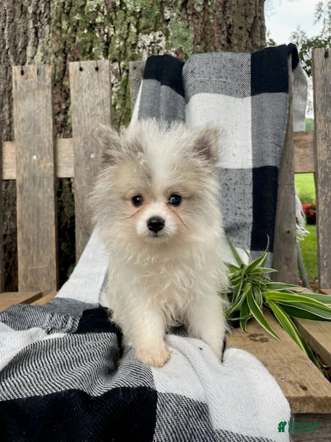 Mixed Breed dogs for sale: Lucas - Ad 1