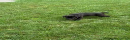Cane Corso dogs for sale: Kody - Ad 6