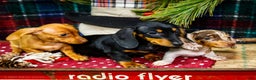 Miniature Dachshund dogs for sale: Ralph - Ad 15