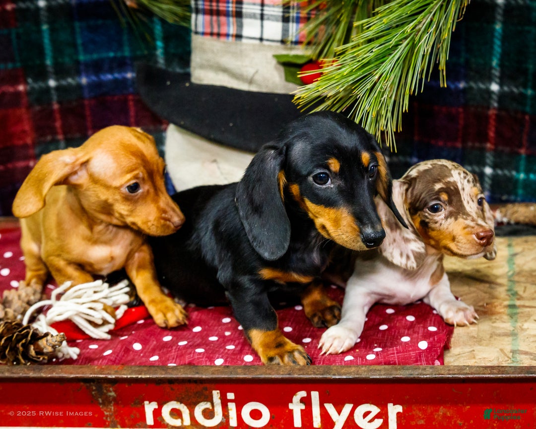 Miniature Dachshund dogs for sale: Ralph - Ad 15