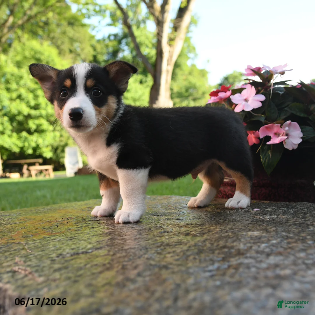 Welsh Corgi Pembroke dogs for sale: Ronald - Ad 2