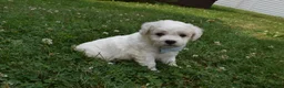 Cavachon dogs for sale: Tigger  - Ad 4