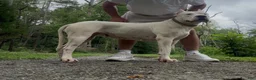Dogo Argentino dogs for sale: Green male  - Ad 22