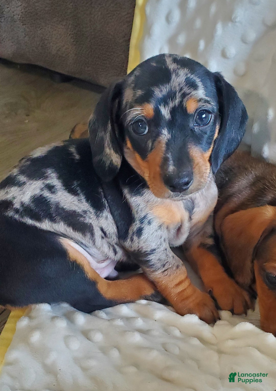Miniature Dachshund dogs for sale: Timon - Ad 1