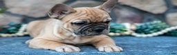 French Bulldog dogs for sale: Braxton - Ad 3