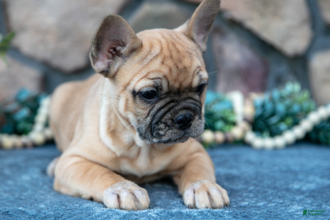 French Bulldog dogs for sale: Braxton - Ad 3