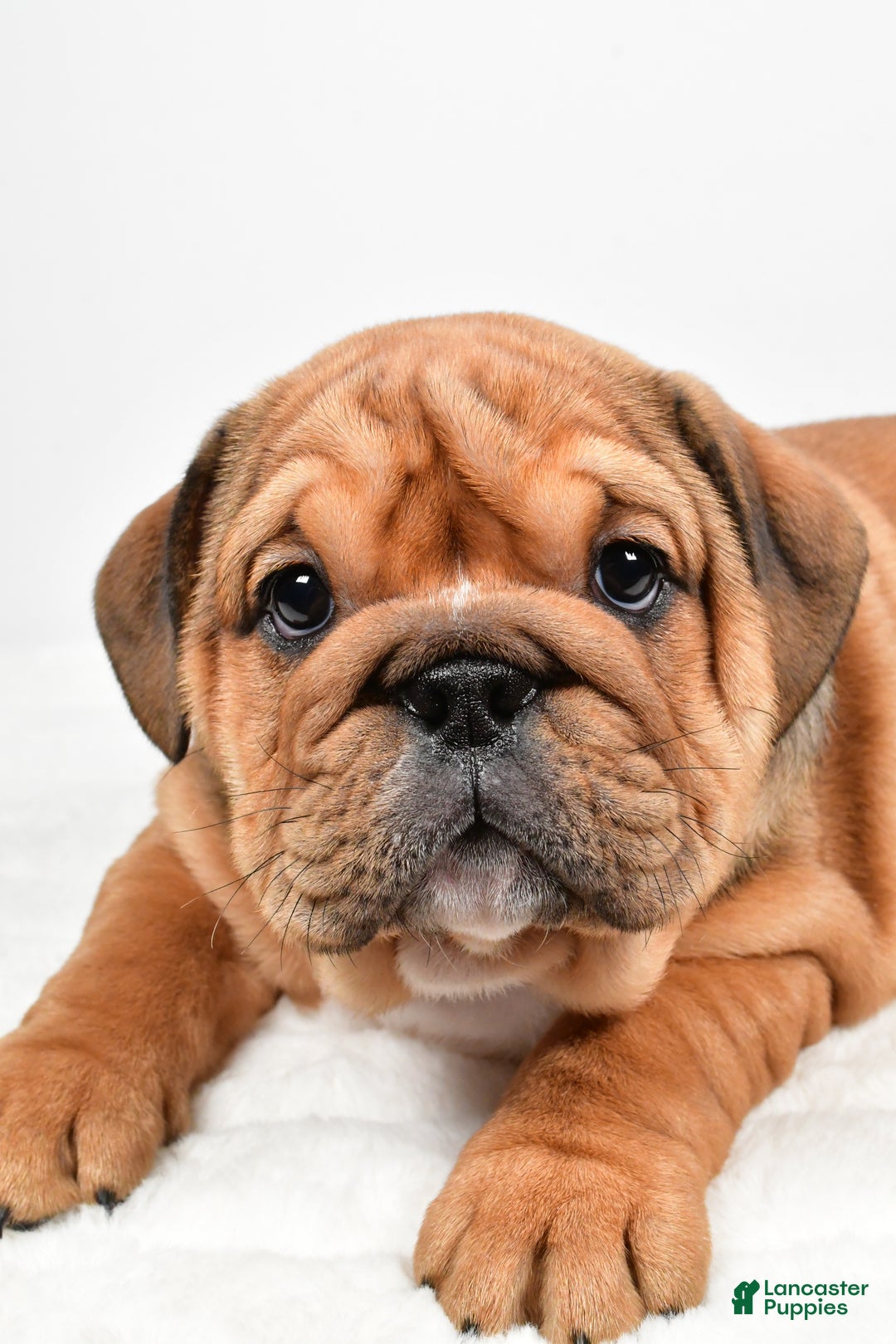 English Bulldog dogs for sale: Tiffany - Ad 3