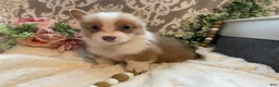 Welsh Corgi Pembroke dogs for sale: Smoky - Ad 12