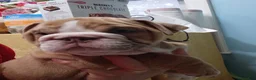 English Bulldog dogs for sale: English Bulldog 1taly - Ad 4