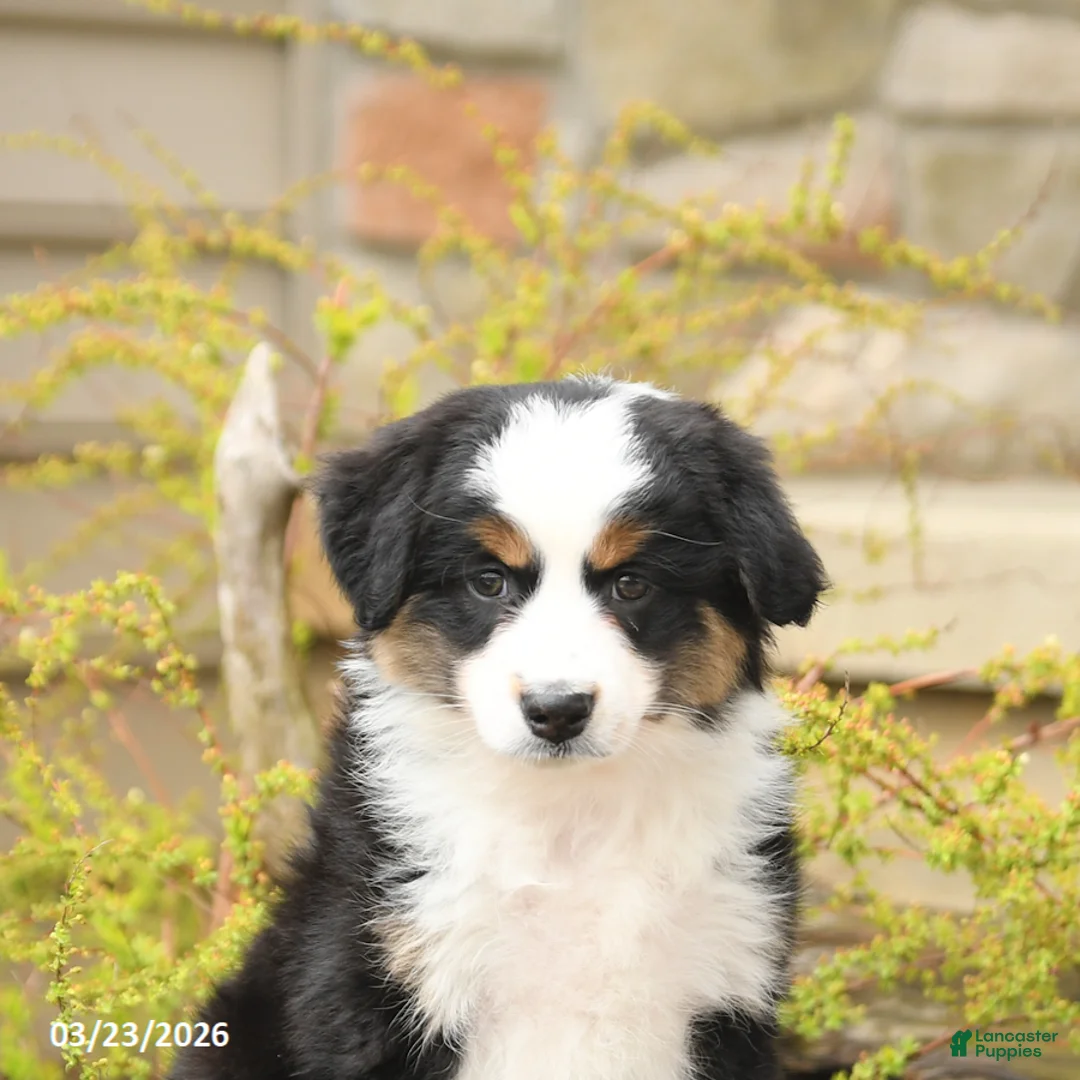 Miniature Australian Shepherd dogs for sale: Sage - Ad 5