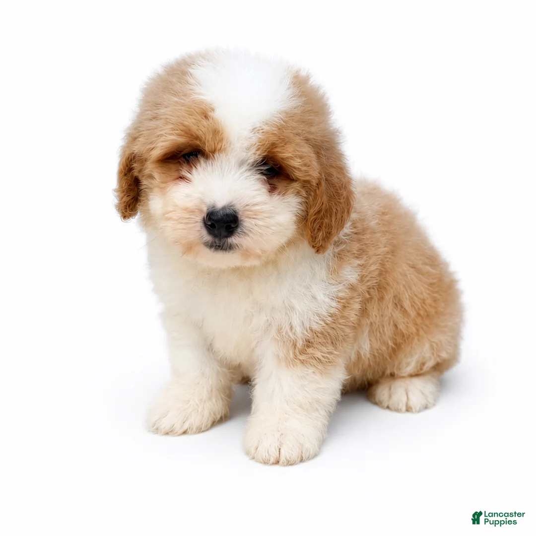 Mini Bernedoodle dogs for sale: Mini Bernedoodle male - Peanut Butter - Ad 1