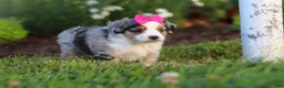 Miniature Australian Shepherd dogs for sale: Daisy - Ad 8