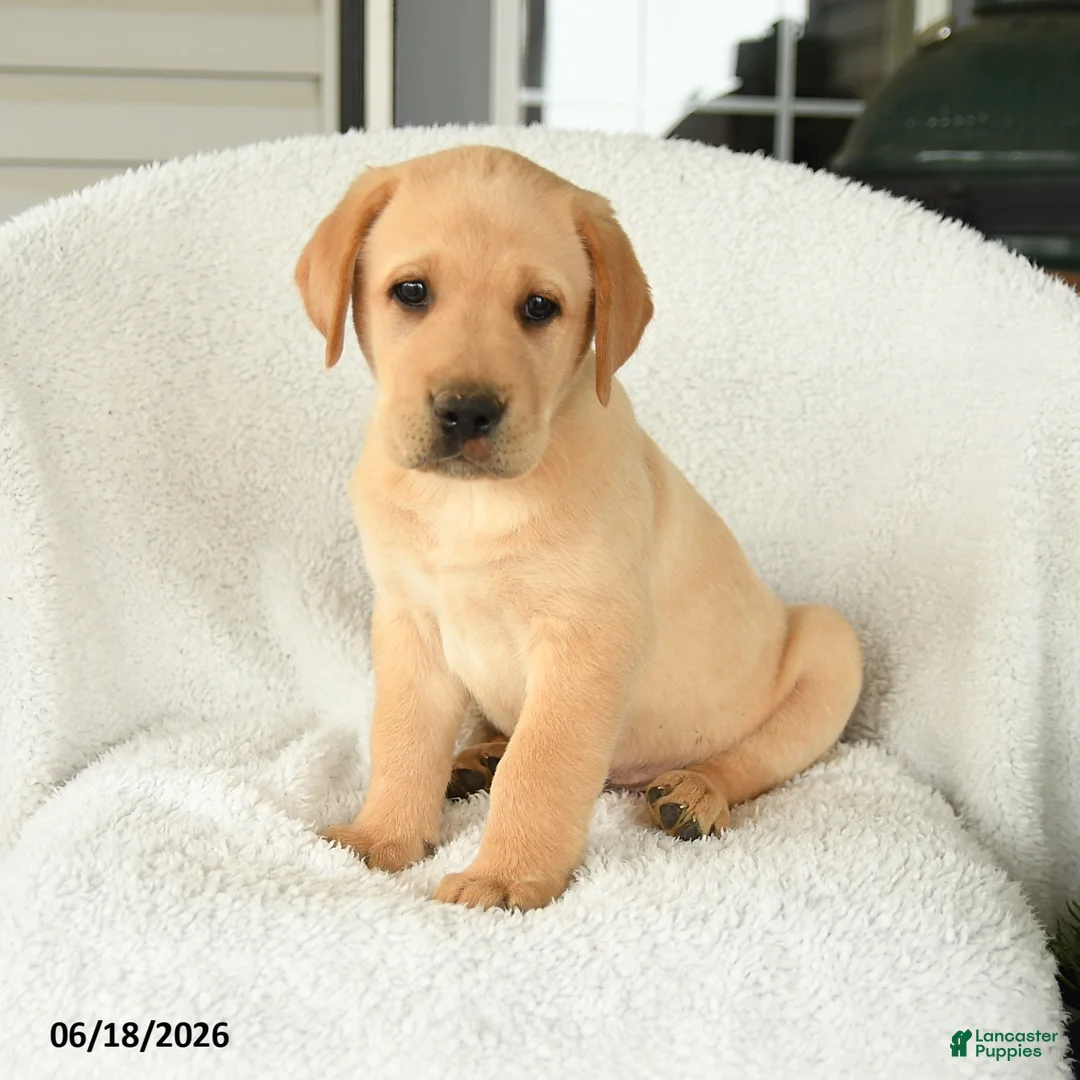 Labrador Retriever dogs for sale: Malcolm - Ad 2