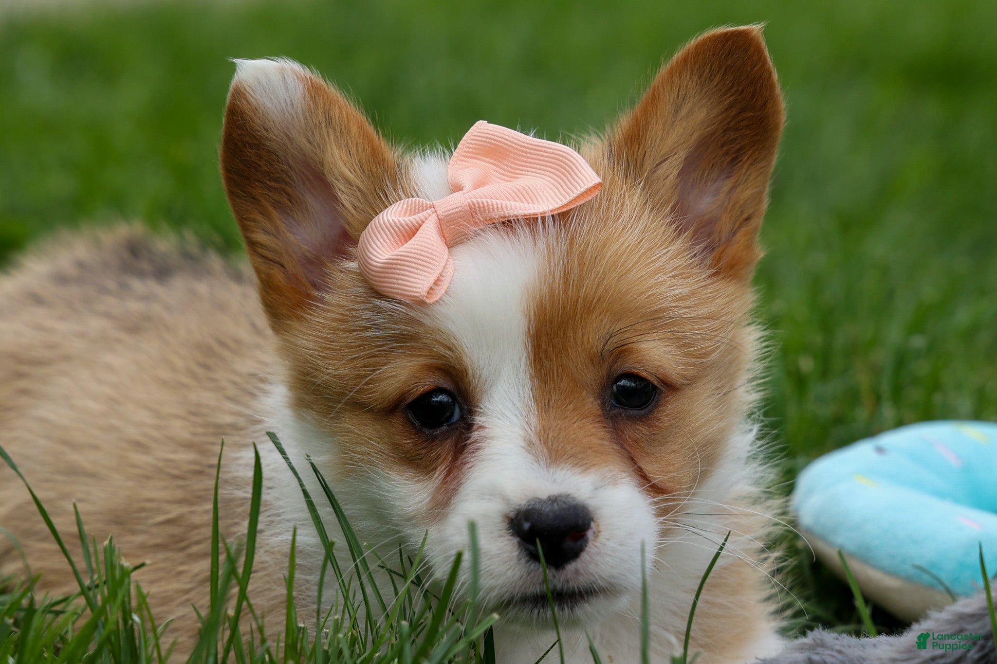 Welsh Corgi Pembroke dogs Dixie 🐶💖 - Ad 1