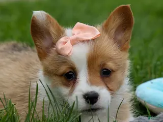 Welsh Corgi Pembroke dogs for sale: Dixie 🐶💖 - Ad 2