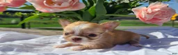 Chihuahua dogs for sale: Hibiscus - Ad 8