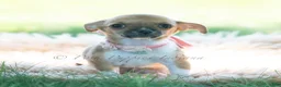 Chihuahua dogs for sale: Poppy - Ad 7