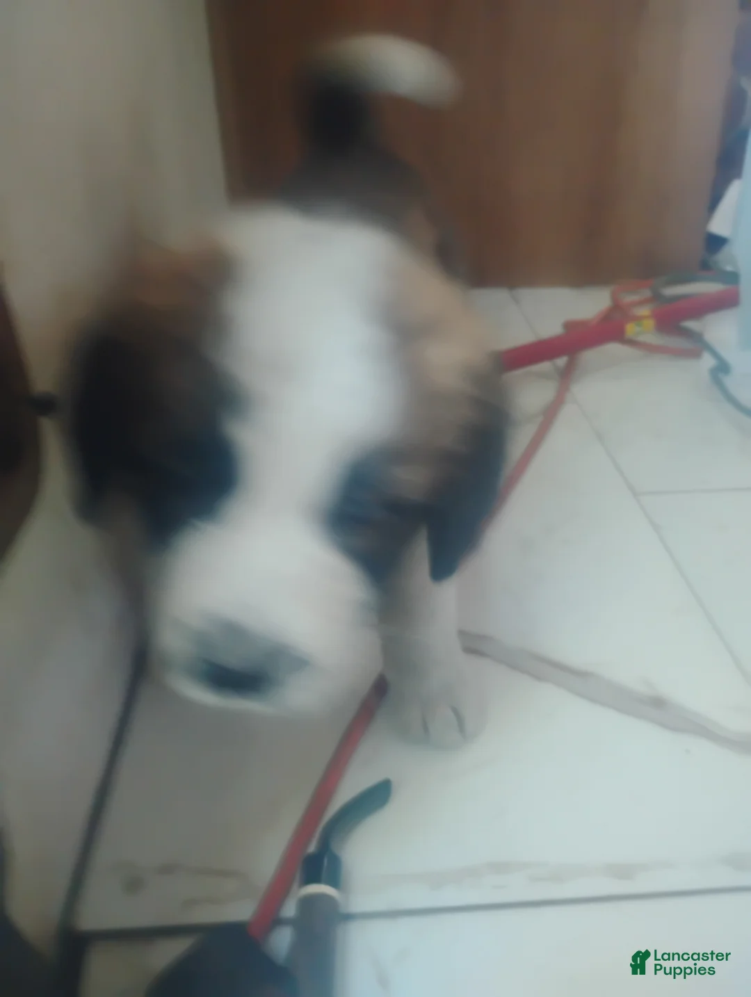 Saint Bernard dogs for sale: Saint Bernard Puppy 7 - Ad 1