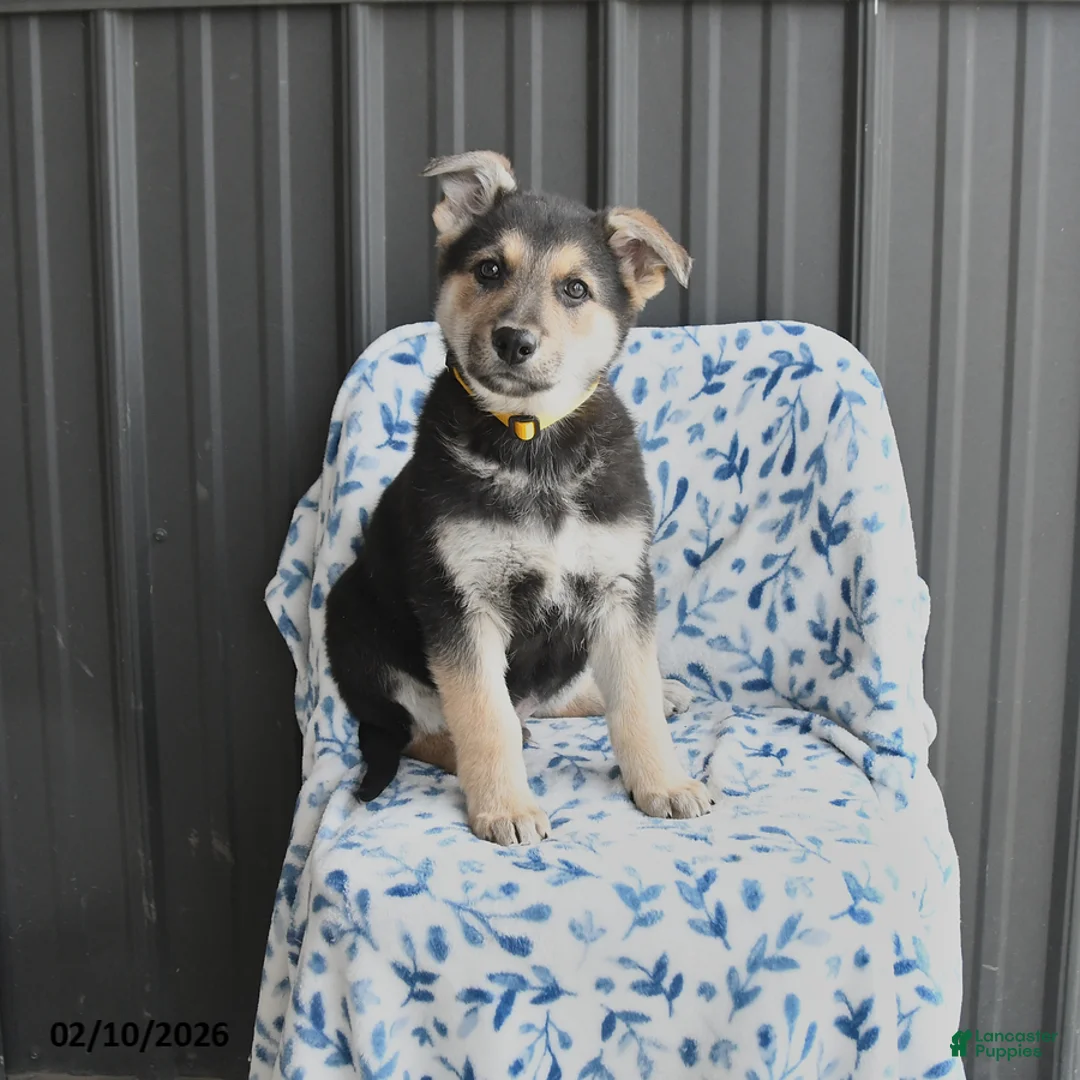 German Shepherd dogs for sale: Vance - Ad 1