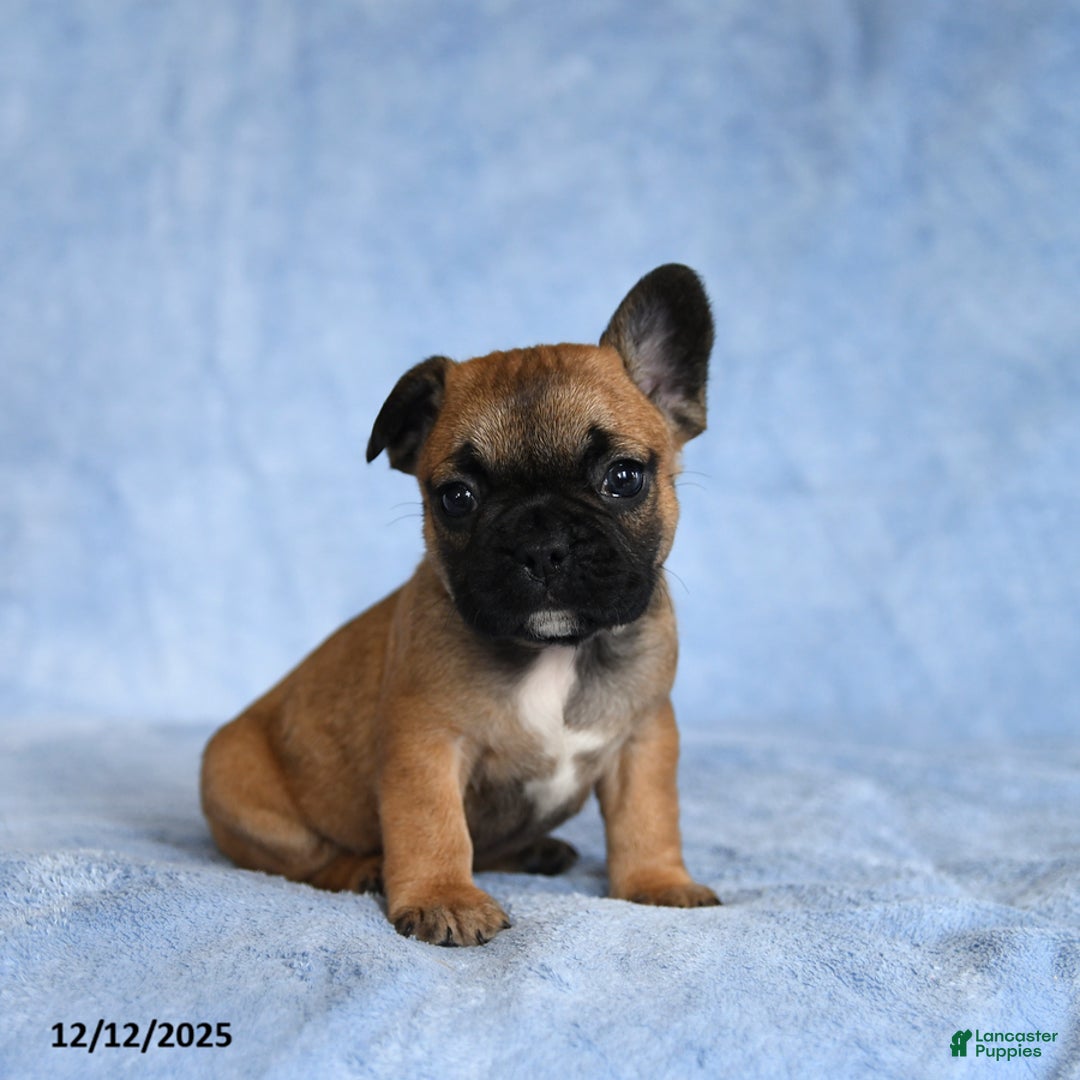 French Bulldog dogs for sale: YaRay - Ad 3