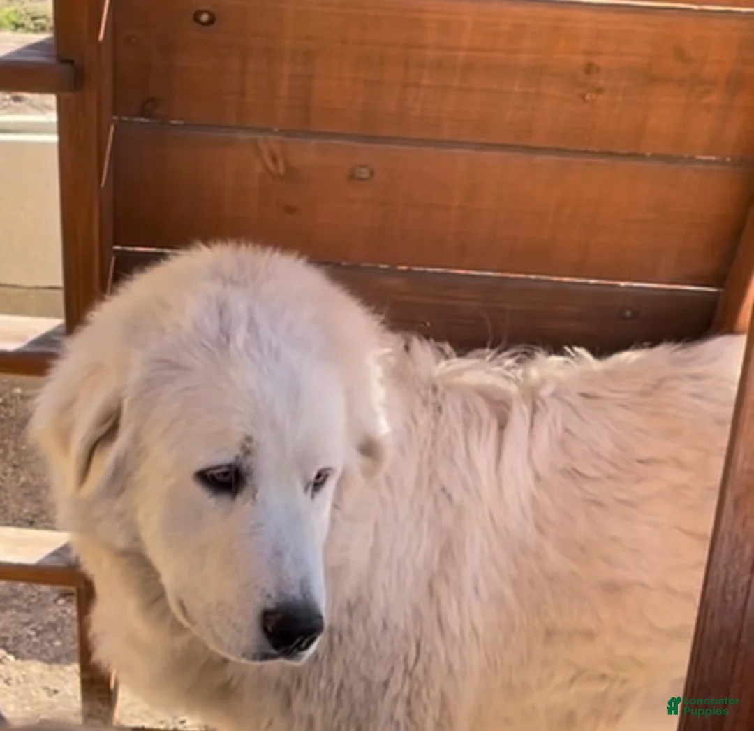 Mixed Breed dogs for sale: Mixed Breed Puppy 2 - Ad 2
